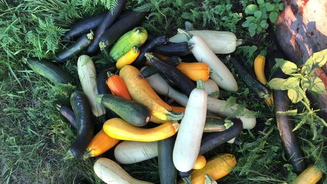 Abundant harvest of colorful zucchini and squash resting on green grass