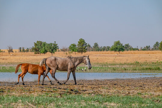 Semi-wild horses with a foal foraging freely on the muddy shore of Kabakli Pond, Tigris Basin, Turkey. Rural landscape with horses in their natural environment.