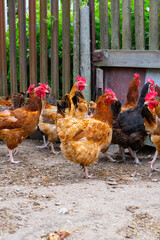 Group of free-range chickens in a rural farmyard, healthy poultry flock for farming, agriculture and food production © Iryna