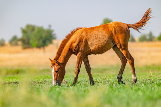 Young chestnut foal grazing freely on lush green grass near Kabakli Pond, Tigris Basin, Turkey. Beautiful colt in a rural meadow.
