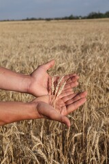 Obraz premium Man holding wheat spikes in field, closeup