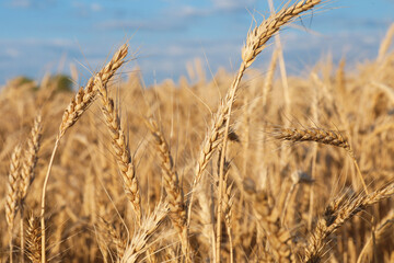 Obraz premium Golden wheat ears growing in field under blue sky, closeup