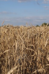 Obraz premium Golden wheat ears growing in field under blue sky, closeup