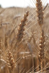 Obraz premium Golden wheat spikes growing in field, closeup