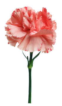 Beautiful red carnation flower isolated on white