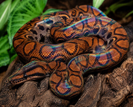 A rainbow boa in the jungle