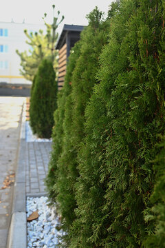 Neatly trimmed evergreen thuja trees growing along a paved walkway in a landscaped urban garden. Green ornamental landscaping and outdoor design.