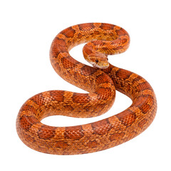 Fototapeta premium Coiled copperhead snake portrait isolated on transparent background