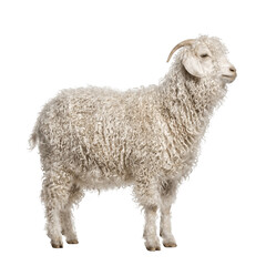Fototapeta premium Curly haired sheep standing side view isolated on transparent background