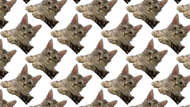 Cats fill the frame in a fun and lively pattern at a local event