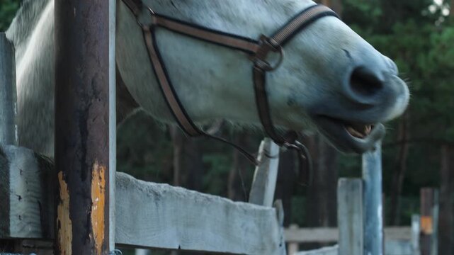 Close-up portrait of a white horse wearing a bridle looking over a wooden paddock fence. The beautiful animal calmly looks around on a farm with green trees in the background