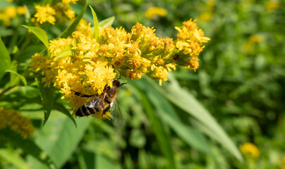 A bee on a flower sucks nectar and collects pollen © tonysk