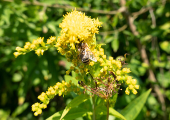 A bee on a flower sucks nectar and collects pollen © tonysk