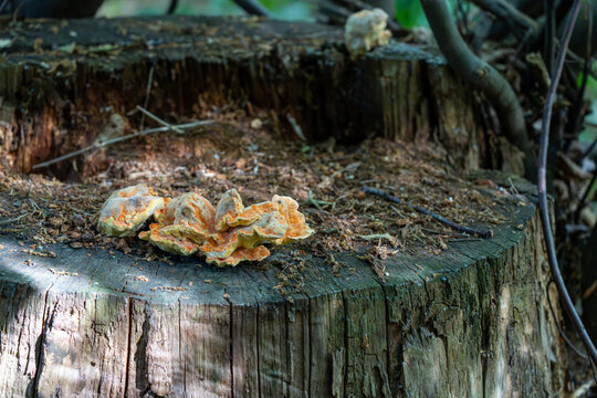 Close-up shot of vibrant orange bracket mushroom fungus growing on a weather-worn tree stump in a forest environment.