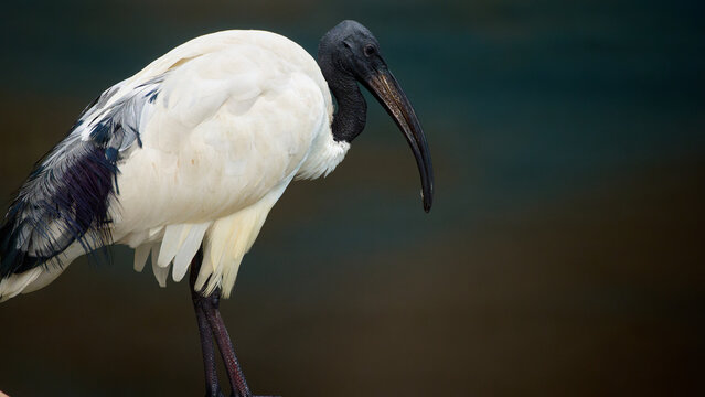 African sacred ibis bird standing in profile. Large wading bird with white plumage and black head neck and beak. Wildlife photography of an exotic bird in natural wetland habitat