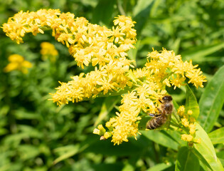 A bee on a flower sucks nectar and collects pollen © tonysk