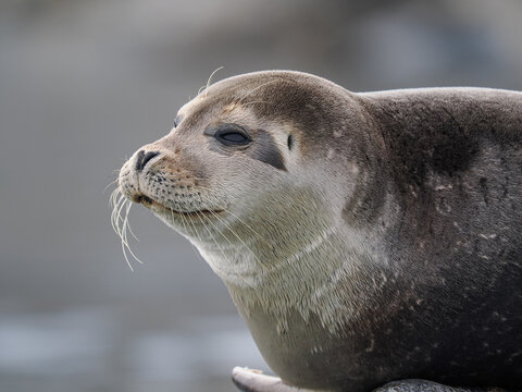 Harbor Seal (Phoca vitulina) Resting on Coast, copy space