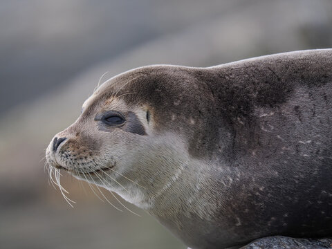 Harbor Seal (Phoca vitulina) Resting on Rocks, copy space