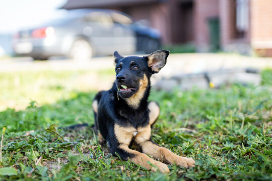 Small black mixed-breed dog resting on green grass in suburban front yard, ears perked and watchful gaze toward off-camera activity, glossy short coat with tan markings and calm posture