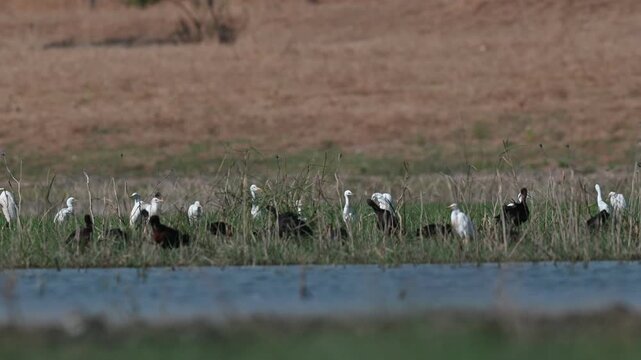 Flock of glossy ibises (Plegadis falcinellus) and cattle egrets (Bubulcus ibis) foraging together in the lush wetland vegetation of Kabakli Pond, Tigris Basin, Turkey. Scenic lake landscape with wild 