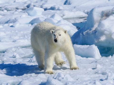 Polar bear (Ursus maritimus) on melting sea ice banner copy space