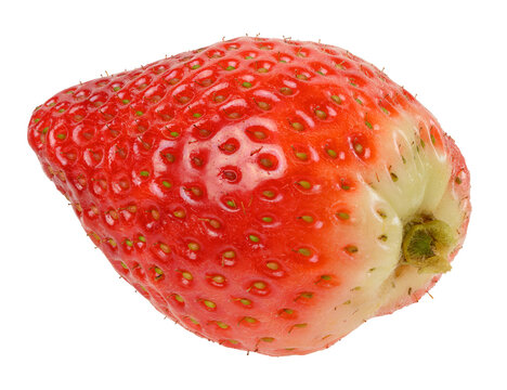 Red ripe strawberry with small seeds on an isolated background
