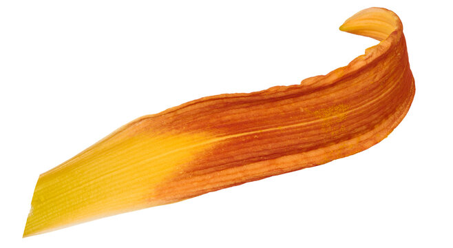 Orange daylily petal with pronounced vein texture, isolated background.