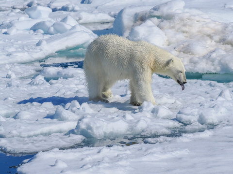 Polar bear (Ursus maritimus) walking on sea ice banner copy space