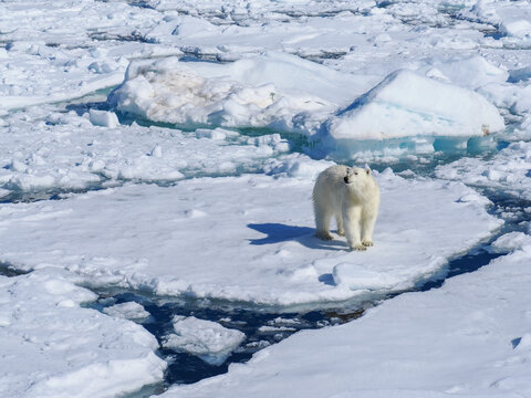 Polar bear (Ursus maritimus) standing on isolated ice floe, copy space