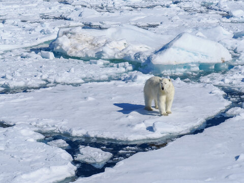 Polar bear (Ursus maritimus) on ice floe banner copy space
