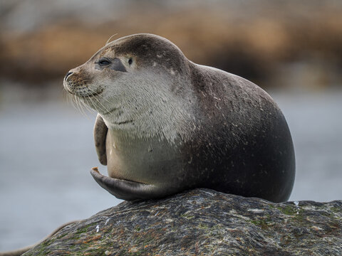 Harbor seal (Phoca vitulina) resting on coastal rock