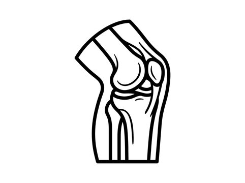Human knee joint anatomy vector illustration