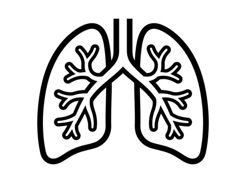 Human lungs diagram with bronchial tree vector illustration