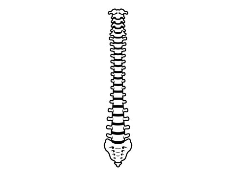 Human spine anatomical diagram vector illustration