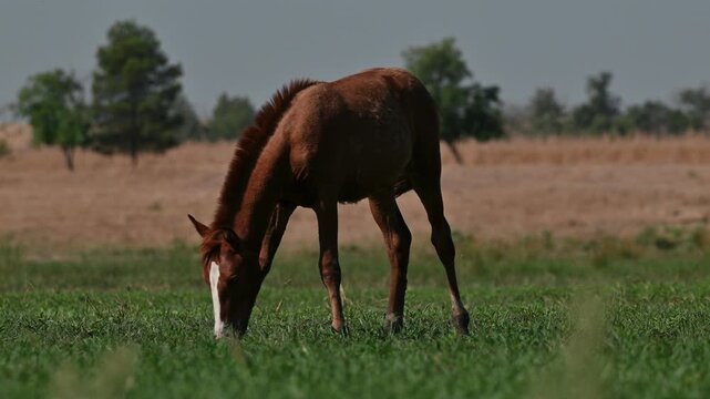 Young chestnut foal grazing freely on lush green grass near Kabakli Pond, Tigris Basin, Turkey. Beautiful colt in a rural meadow.