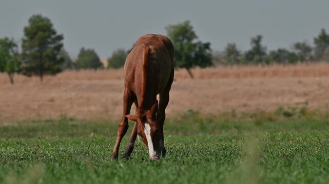 Young chestnut foal grazing freely on lush green grass near Kabakli Pond, Tigris Basin, Turkey. Beautiful colt in a rural meadow.
