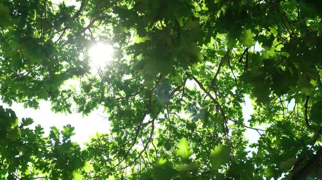 Dappled sunlight filters through dense green leaves. Branches stretch wide, forming natural canopy. Leaves rustle gently in soft breeze. Sunlight glints through gaps in  leafy cover