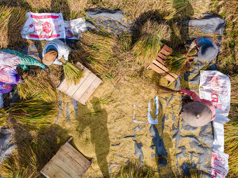 Aerial view of farmers harvesting rice in a field with wooden tools and bags of grain in Klaten Regency, Central Java, Indonesia.