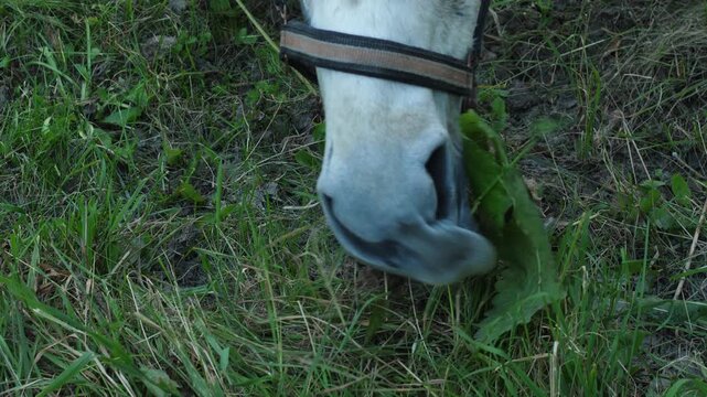 A close-up shot of a white horse muzzle eating fresh green grass and burdock leaves on a lawn. The domestic animal wearing a bridle grazes outdoors on a summer day.