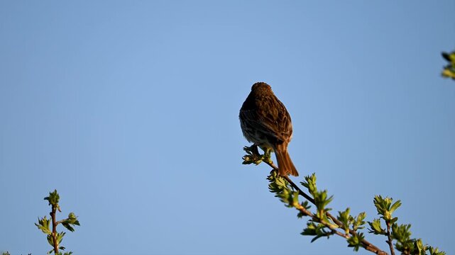 Corn bunting singing perched on a branch