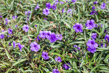 Obraz premium A field of purple ruellia flowers blooming profusely in green grass and foliage. Natural botanical garden background.