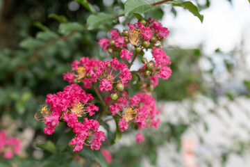 Obraz premium 満開に咲き誇る濃いピンクのサルスベリの花と緑の葉