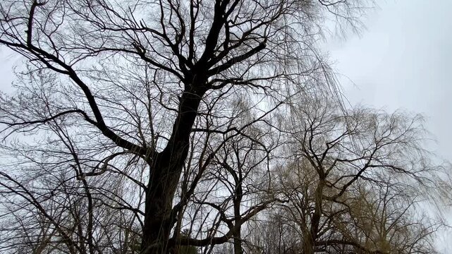Low-angle view of bare willow tree (Salix) canopies and sprawling branch silhouettes reaching toward an overcast winter sky.