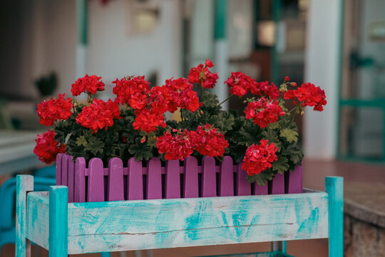 Vibrant red geraniums bloom in decorative flower boxes, styled against colorful blue and pink fences in a charming outdoor setting