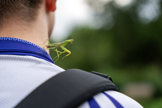 An adult male (imago) praying mantis of the species Hierodula tenuidentata has flown onto and settled on the neck of a teenager during outdoor activity.