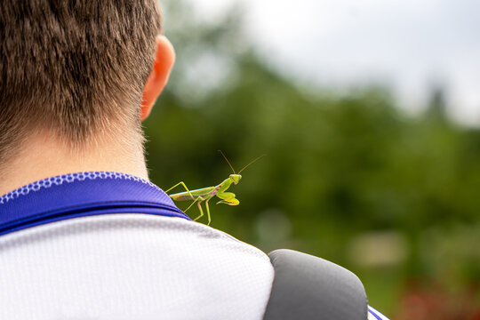 An adult male (imago) praying mantis of the species Hierodula tenuidentata has flown onto and settled on the neck of a teenager during outdoor activity.