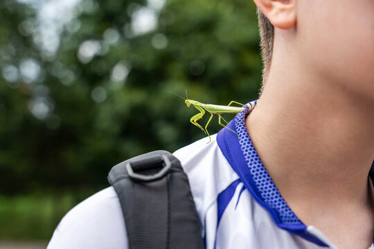 An adult male (imago) praying mantis of the species Hierodula tenuidentata has flown onto and settled on the neck of a teenager during outdoor activity.