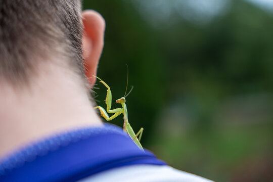 An adult male (imago) praying mantis of the species Hierodula tenuidentata has flown onto and settled on the neck of a teenager during outdoor activity.