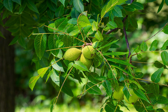  Eastern Black Walnut (Juglans nigra) fruit The green, spherical husk is thick and will turn yellow then black as it decomposes