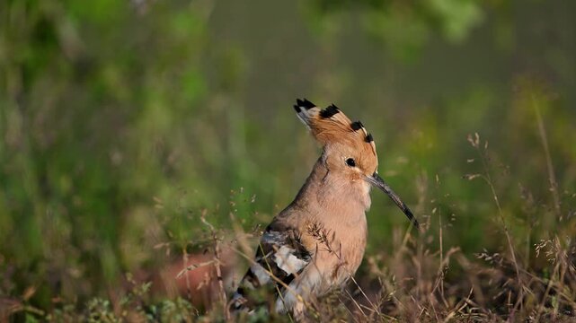 Eurasian hoopoe walking on the ground and calling